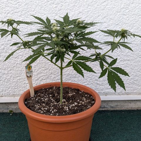 Royal Critical Automatic growlog timeline photo