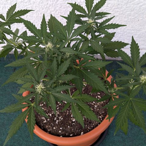 Royal Critical Automatic growlog timeline photo