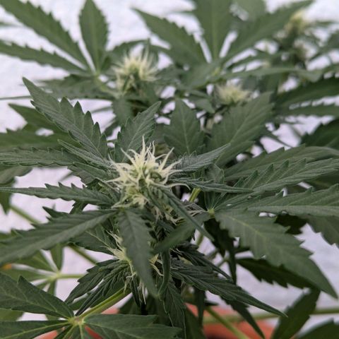 Royal Critical Automatic growlog timeline photo