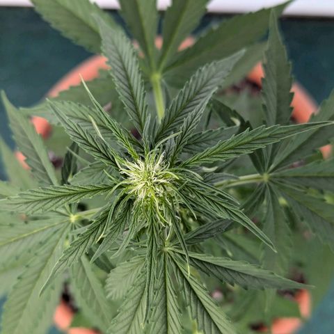 Milky Way growlog timeline photo
