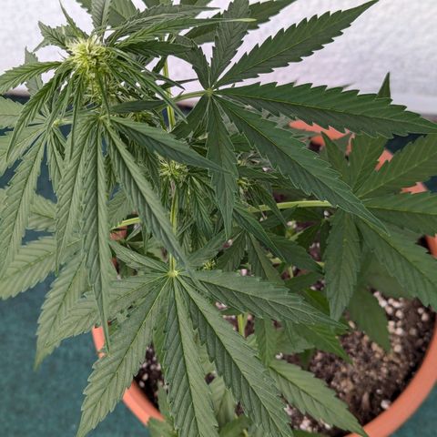 Milky Way growlog timeline photo