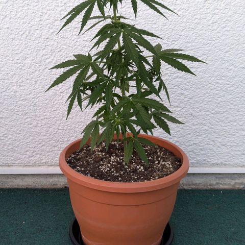 Milky Way growlog timeline photo