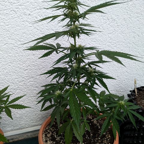Milky Way growlog timeline photo