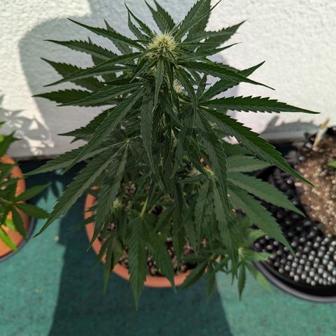 Milky Way growlog timeline photo