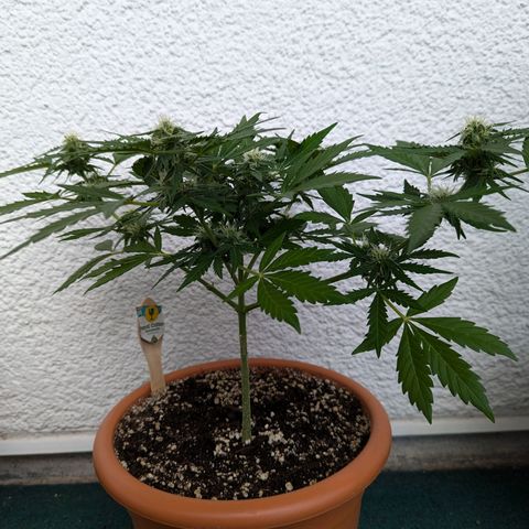 Royal Critical Automatic growlog timeline photo
