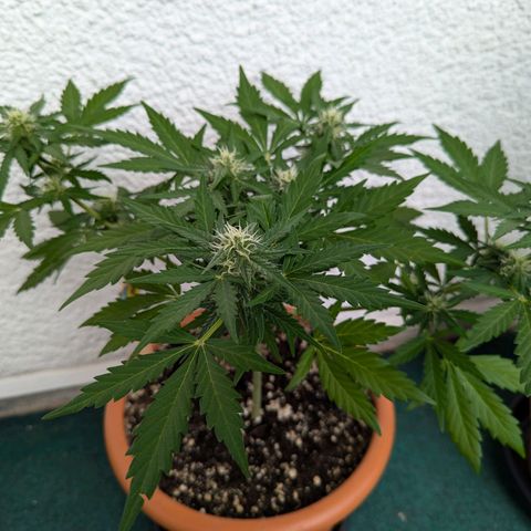 Royal Critical Automatic growlog timeline photo