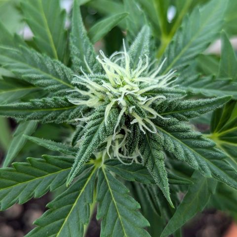 Royal Critical Automatic growlog timeline photo