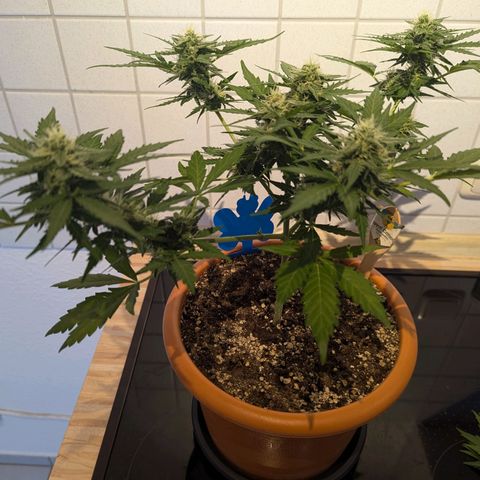 Royal Critical Automatic growlog timeline photo