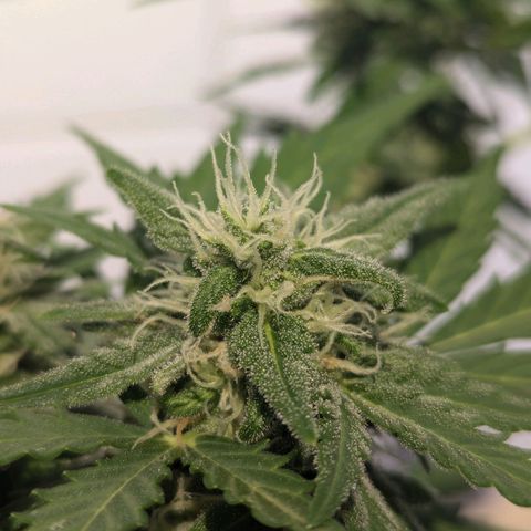 Royal Critical Automatic growlog timeline photo