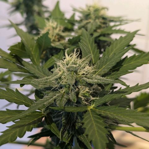 Royal Critical Automatic growlog timeline photo