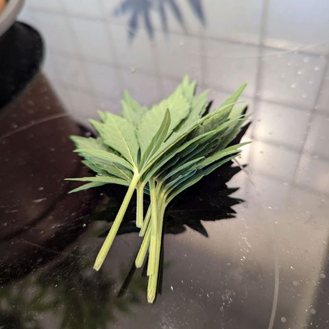 Royal Critical Automatic growlog timeline photo