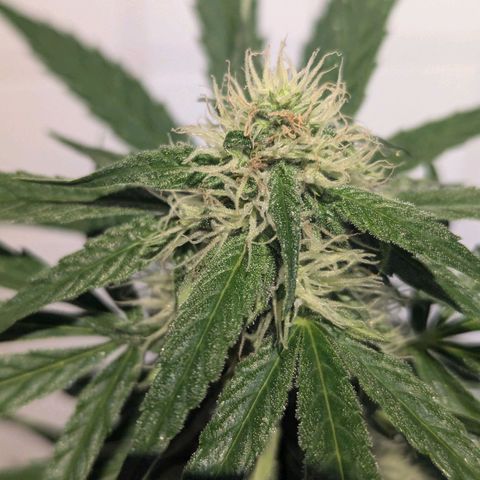 Milky Way growlog timeline photo