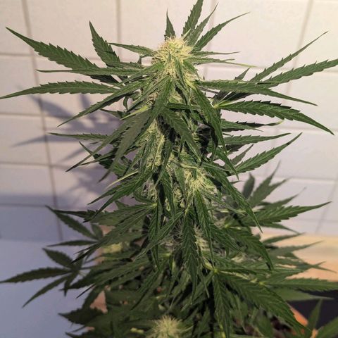 Milky Way growlog timeline photo