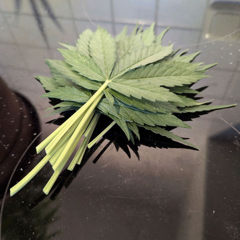 Milky Way growlog timeline photo