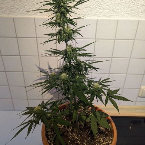 Milky Way growlog timeline photo
