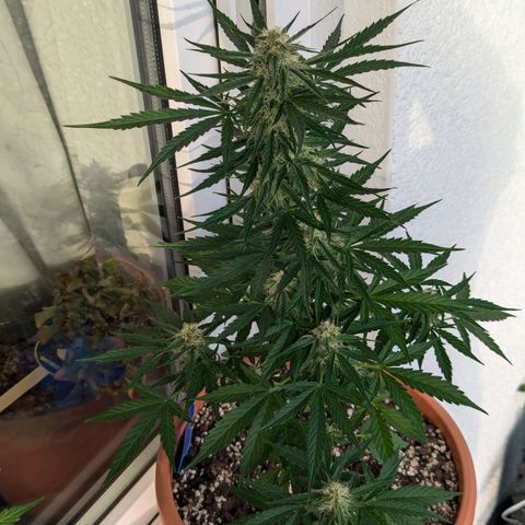 Milky Way growlog timeline photo