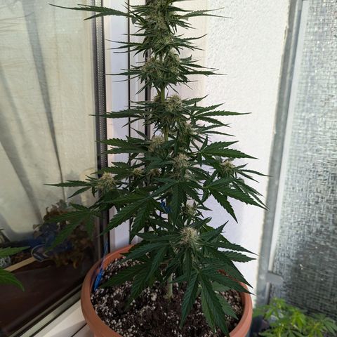 Milky Way growlog timeline photo