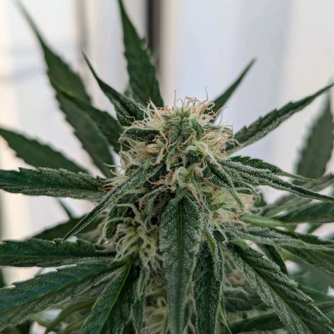 Milky Way growlog timeline photo