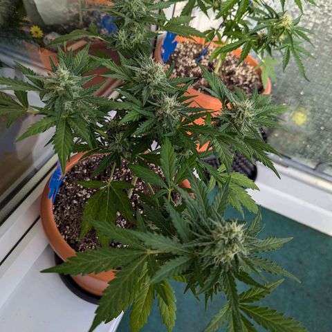 Royal Critical Automatic growlog timeline photo
