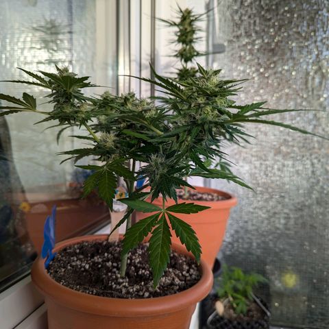 Royal Critical Automatic growlog timeline photo