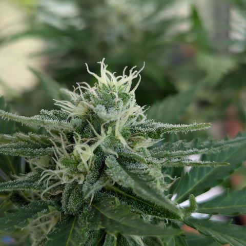 Royal Critical Automatic growlog timeline photo