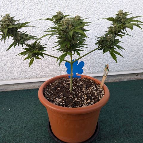Royal Critical Automatic growlog timeline photo