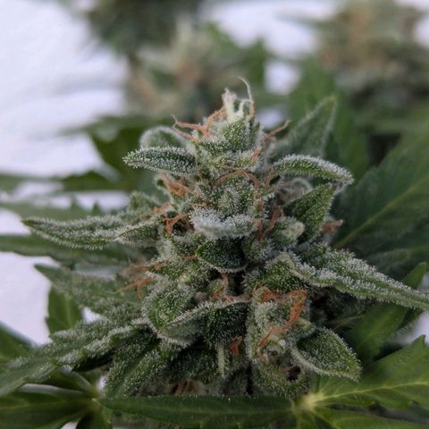 Royal Critical Automatic growlog timeline photo