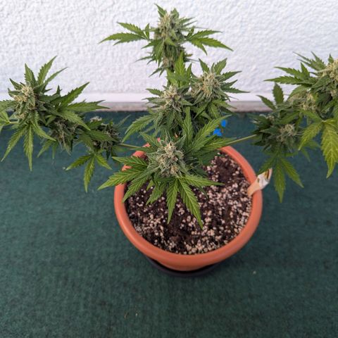 Royal Critical Automatic growlog timeline photo