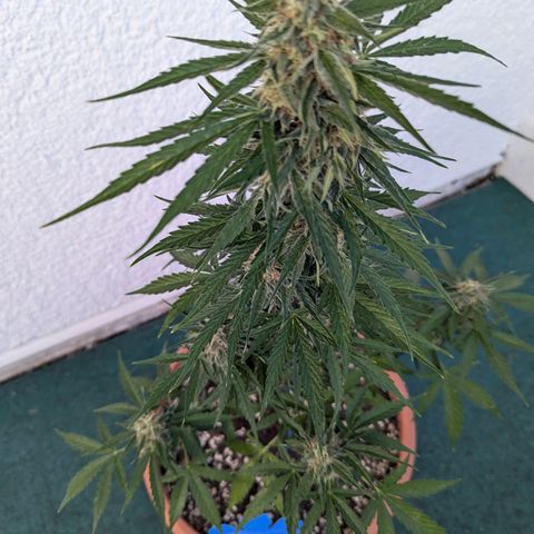 Milky Way growlog timeline photo
