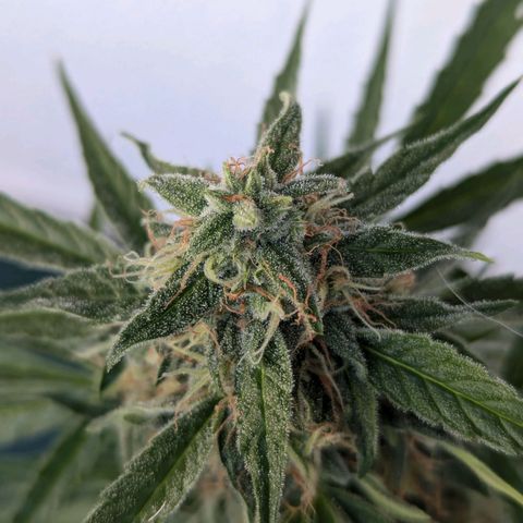 Milky Way growlog timeline photo