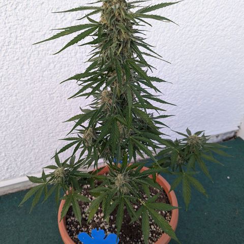 Milky Way growlog timeline photo