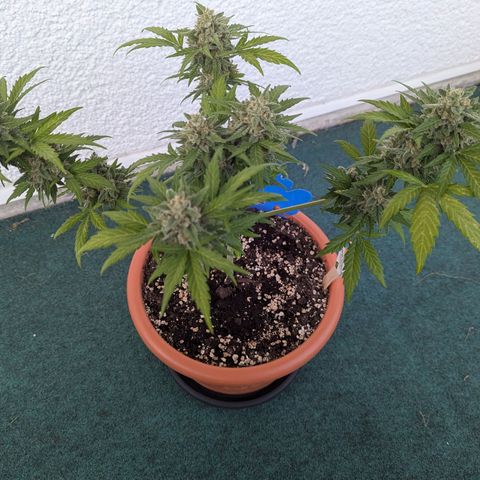 Royal Critical Automatic growlog timeline photo
