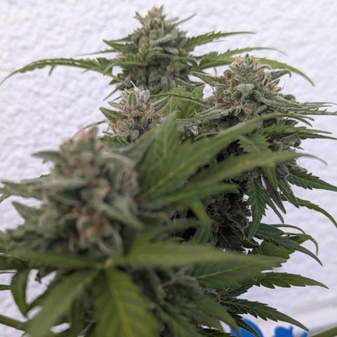 Royal Critical Automatic growlog timeline photo