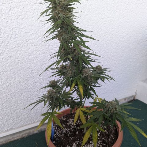 Milky Way growlog timeline photo