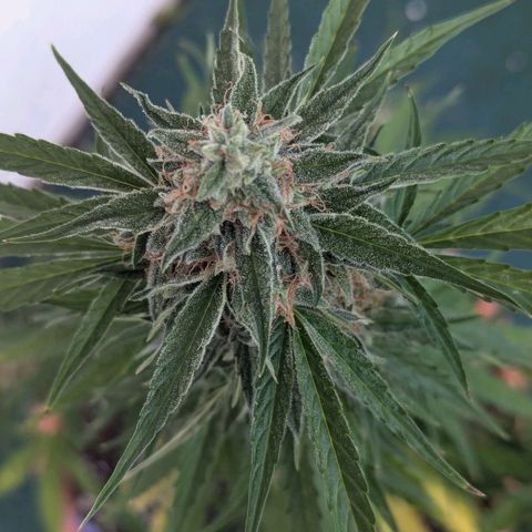 Milky Way growlog timeline photo