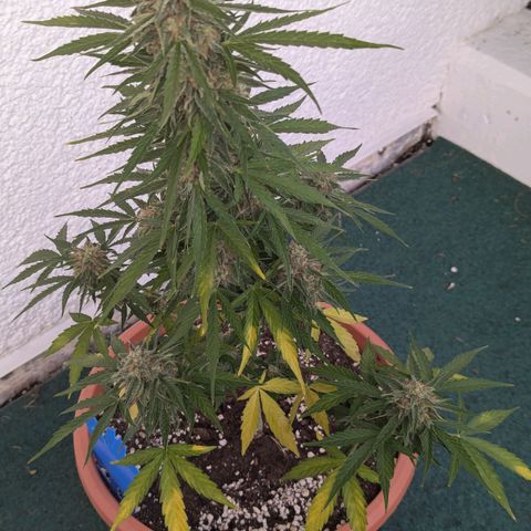 Milky Way growlog timeline photo