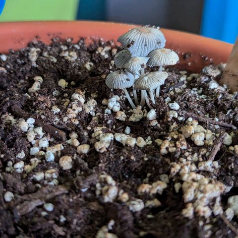Royal Critical Automatic growlog timeline photo