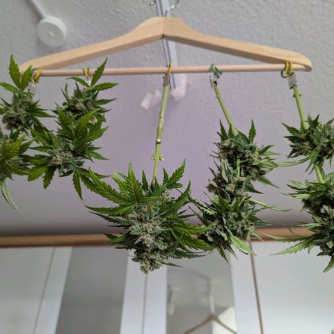 Royal Critical Automatic growlog timeline photo