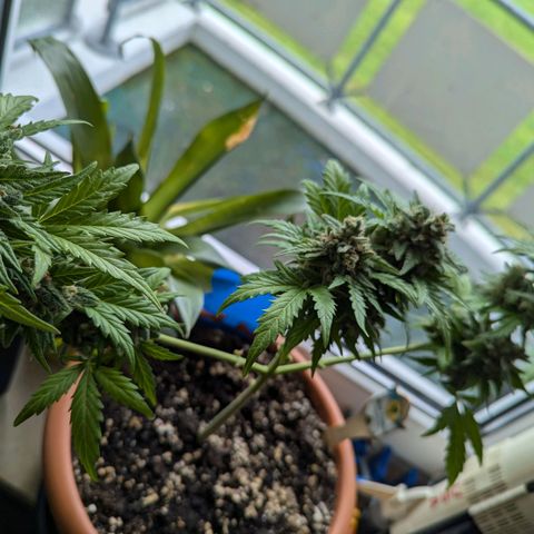 Royal Critical Automatic growlog timeline photo