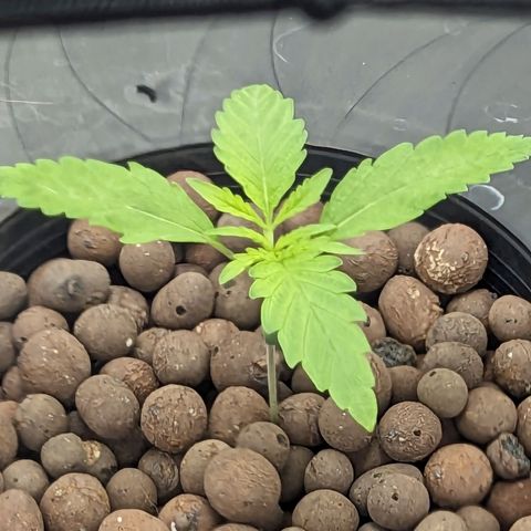 Northern Lights growlog timeline photo