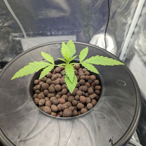Northern Lights growlog timeline photo