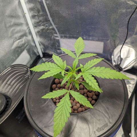 Northern Lights growlog timeline photo