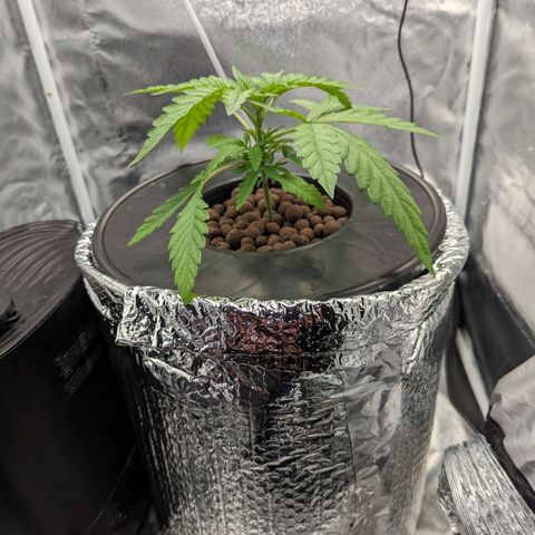 Northern Lights growlog timeline photo