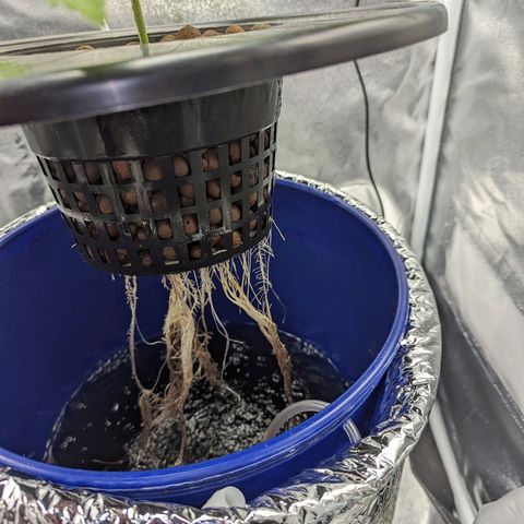 Northern Lights growlog timeline photo