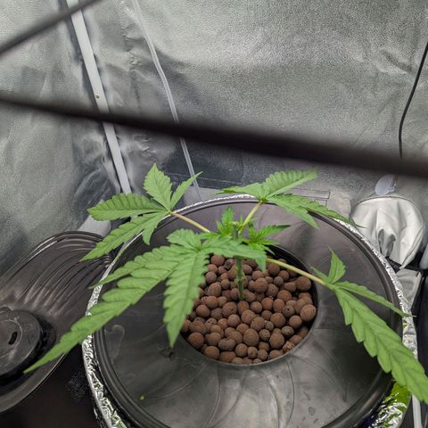 Northern Lights growlog photo: A little aggressive of prune. Doing a FIM to try to maximize top colas in this small tent. She's got fresh nutrients to help in recovery. 