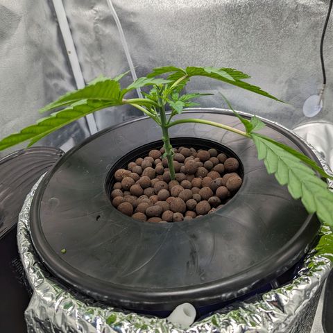 Northern Lights growlog photo: A little aggressive of prune. Doing a FIM to try to maximize top colas in this small tent. She's got fresh nutrients to help in recovery. 
