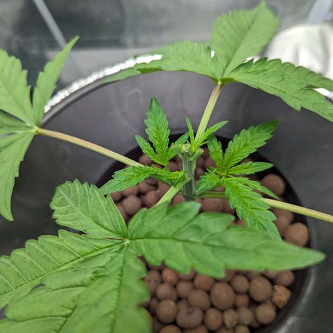 Northern Lights growlog photo: A little aggressive of prune. Doing a FIM to try to maximize top colas in this small tent. She's got fresh nutrients to help in recovery. 