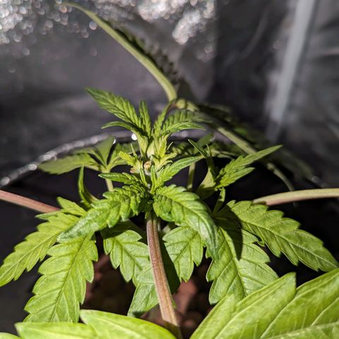 Northern Lights growlog photo: Colas are starting to form and plant is recovering well from the pruning. 