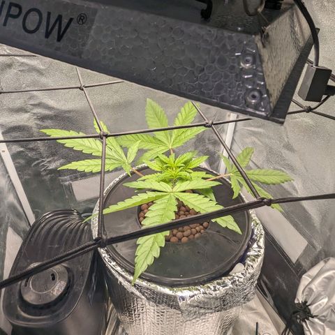 Northern Lights growlog timeline photo