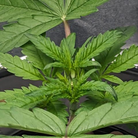 Northern Lights growlog timeline photo